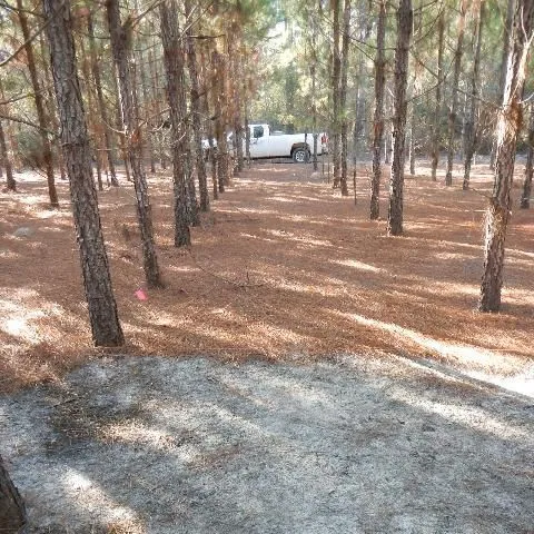 thumbnail for publication: Guide to Fertilization for Pine Straw Production on Coastal Plain Sites